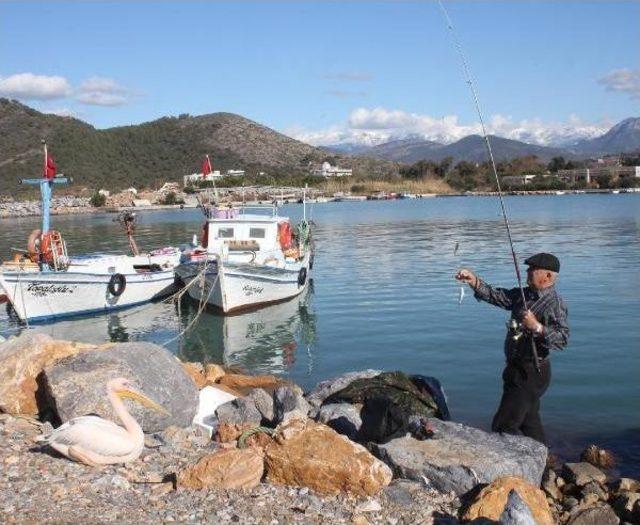Gazipaşalı Balıkçıların Maskotu Pelikan 'abbas'