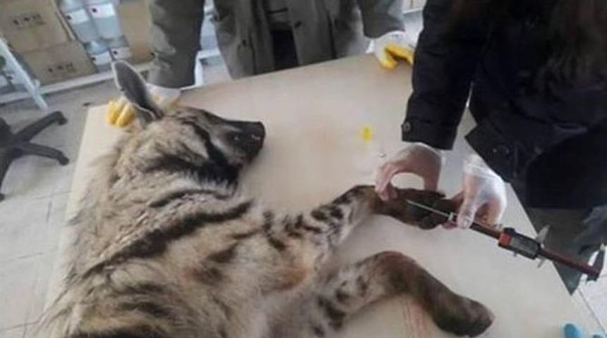 Trenin &Ccedil;arptığı &Ccedil;izgili Sırtlan Telef Oldu