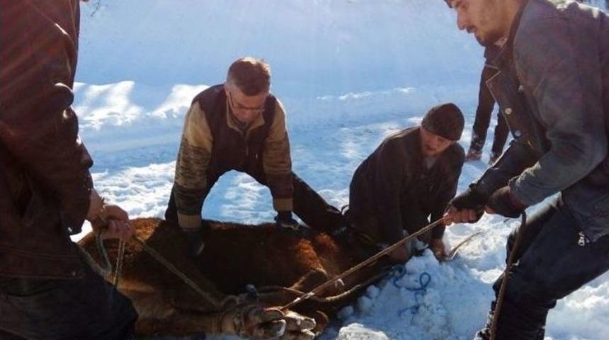 Firar Eden İthal Sığırlar, 3 Gün Sonra Uyuşturucu İğne İle Yakalandı