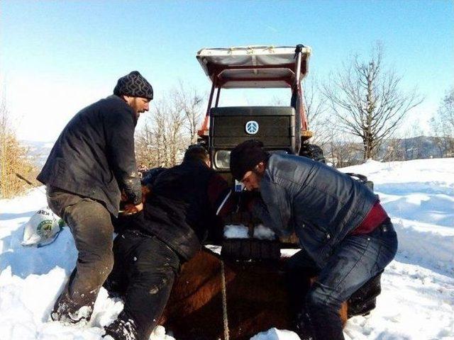 Firar Eden İthal Sığırlar, 3 Gün Sonra Uyuşturucu İğne İle Yakalandı