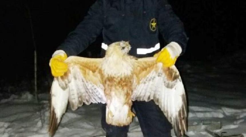 Elektrik Tellerine Kuş &Ccedil;arptı, K&ouml;y Karanlıkta Kaldı