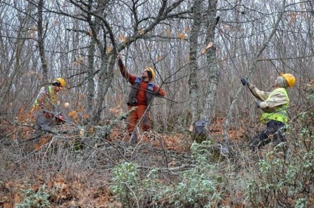 K&uuml;tahya&rsquo;da &rsquo;kestane Kanseri&rsquo; İle M&uuml;cadele