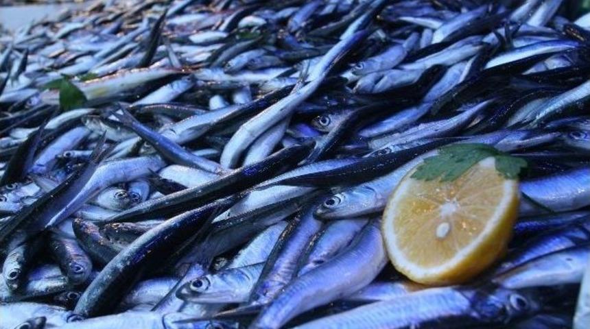 Yerli Hamsinin Fiyatı El Yakmaya Devam Ediyor
