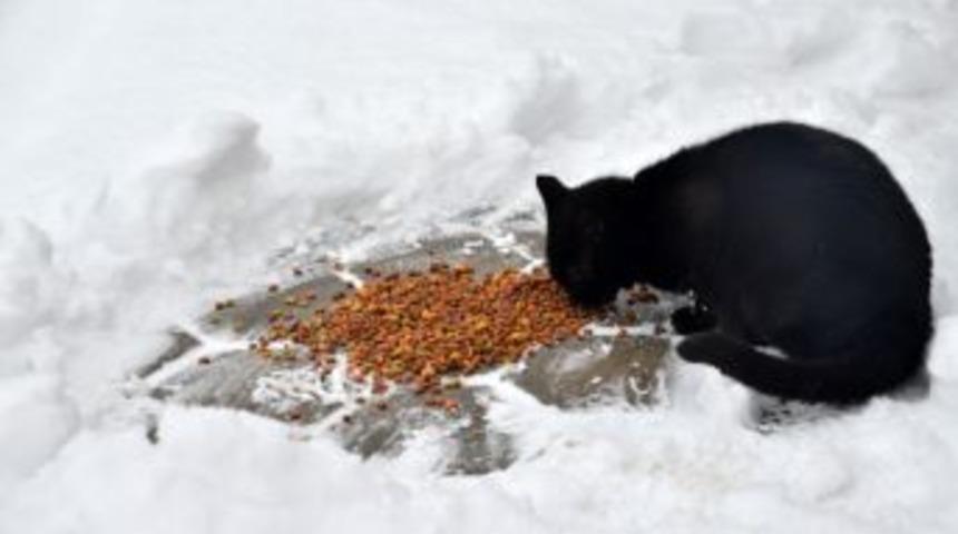Aydın Veteriner Hekimler Odası&rsquo;ndan Sokak Hayvanlarına Duyarlılık &Ccedil;ağrısı