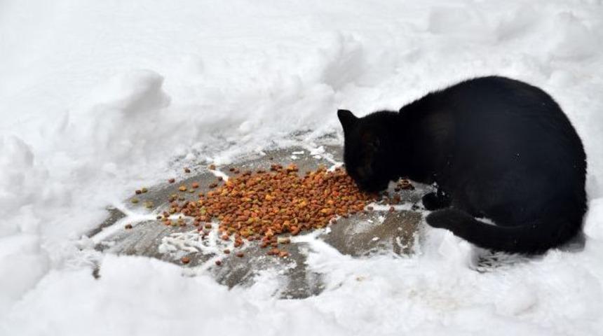Sokak Hayvanlarına Duyarlılık &Ccedil;ağrısı