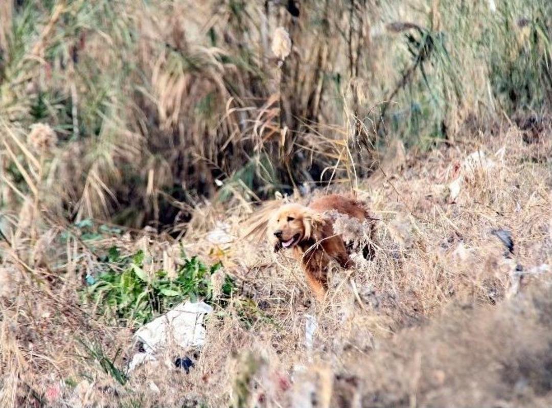 Dedenin Umutlu Bekleyişi, G&ouml;renlerin Y&uuml;reklerini Burkuyor