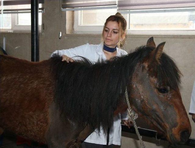 Erü Veteriner Fakültesi Eğitim Araştırma Ve Uygulama Hastanesi 7/24 Acil Hizmeti Veriyor 1