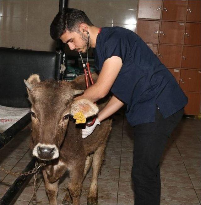 Erü Veteriner Fakültesi Eğitim Araştırma Ve Uygulama Hastanesi 7/24 Acil Hizmeti Veriyor 3