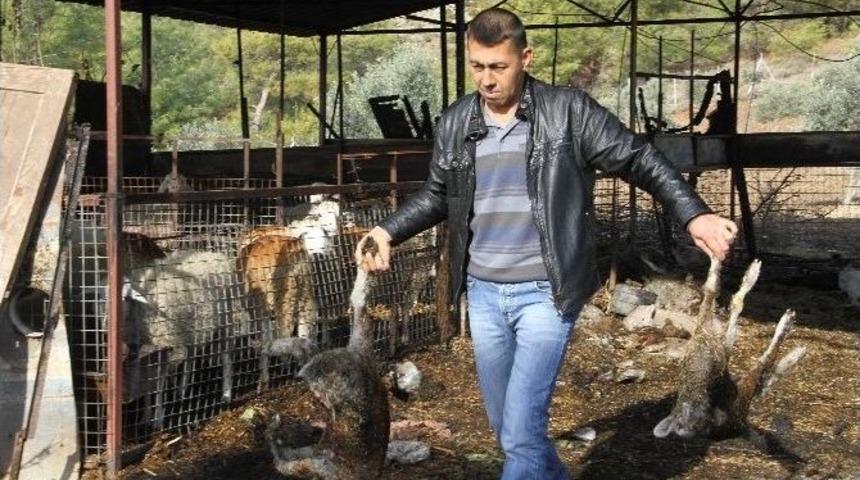 Ahırda &Ccedil;ıkan Yangında 20 K&uuml;&ccedil;&uuml;kbaş Hayvanlar Telef Oldu