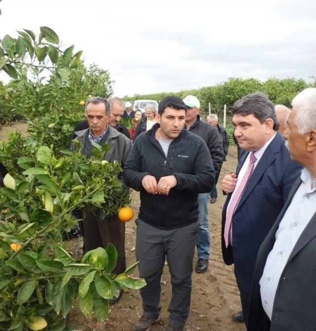 Mersinli Çiftçi, Borç Affı Ve Nakdi Yardım Bekliyor