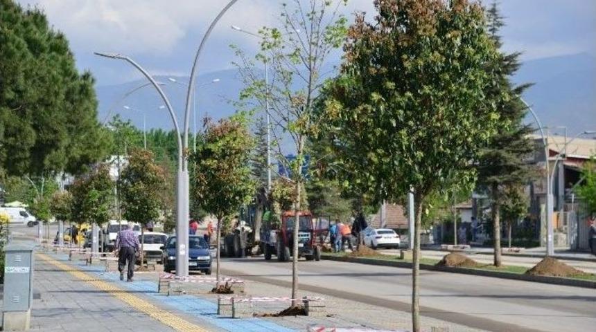 Erbaa Belediyesi 600 Ağa&ccedil; Dikti