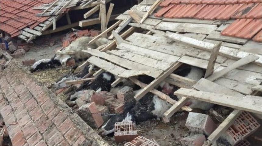 Edremit&rsquo;te 7 Sığır Telef Oldu