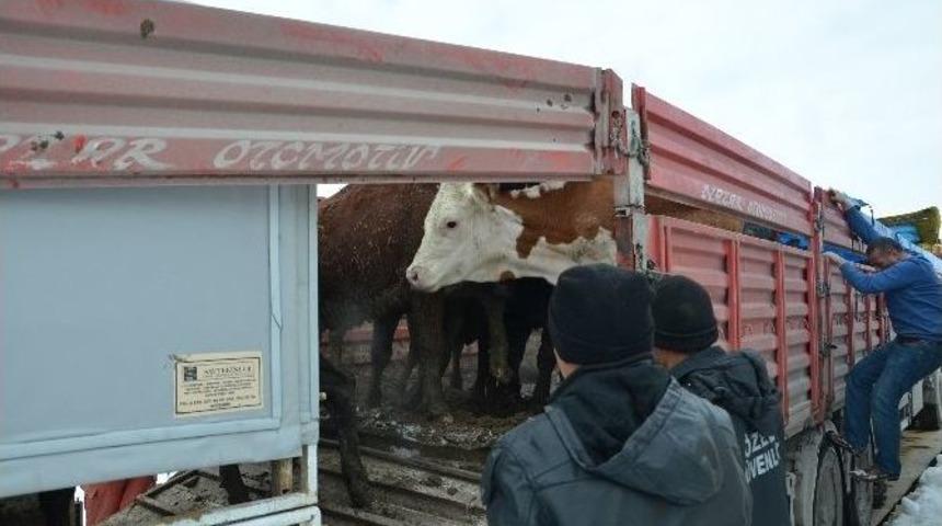 Günyüzülu Genç Çiftçiler De Muradına Erdi