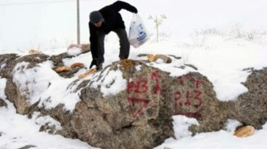 Yaban Hayatı Yemleniyor