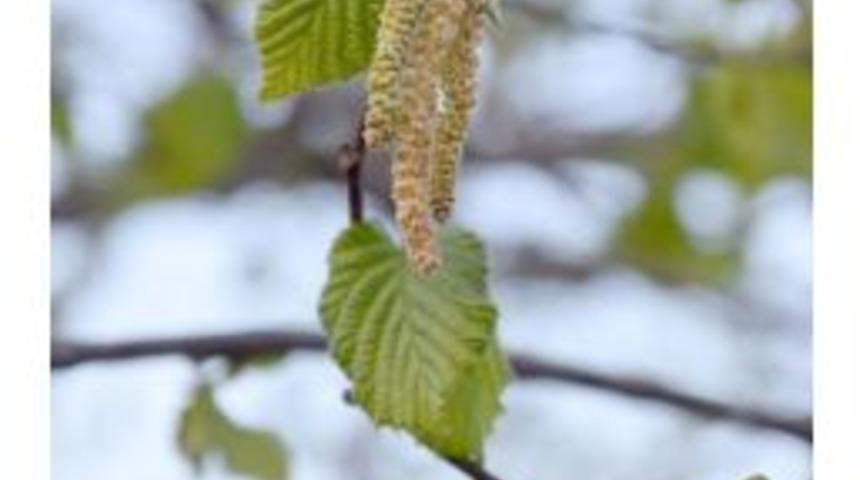 Fındıkta Püsenekler Dondu, Karanfiller Patladı