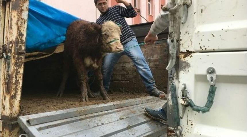Kastamonu Cide&rsquo;de &Ccedil;ift&ccedil;ilere 18 Adet Sığır Hibe Edildi