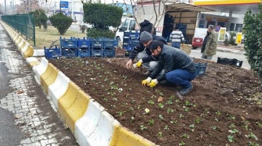 Kışlık &Ccedil;i&ccedil;ek Dikimleri Devam Ediyor