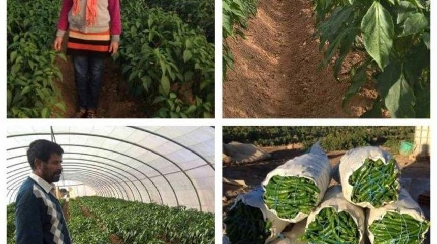 Tika&rsquo;dan Tunus&rsquo;ta Tarımsal Kalkınmaya Destek