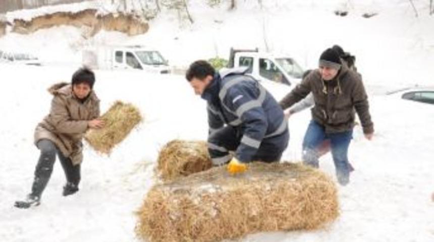 Karda Yaban Hayvanlarına Yiyecek Bırakıldı