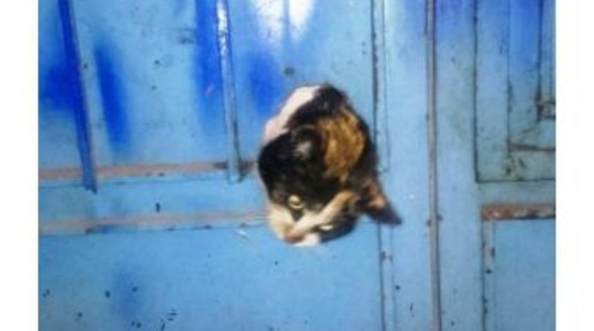 İtfaiyeden Kedi Kurtarma Operasyonu