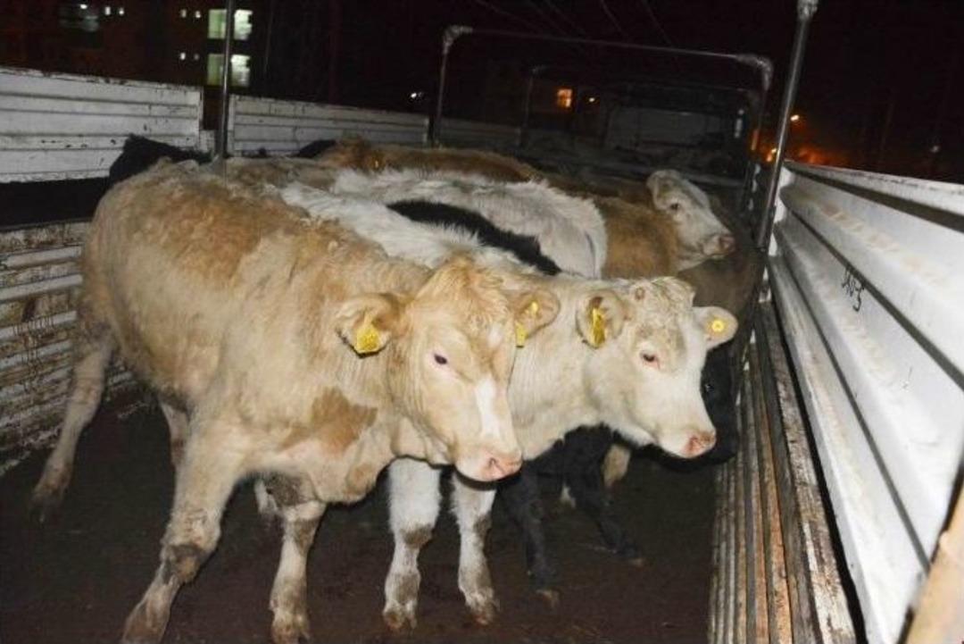 Gen&ccedil; &Ccedil;ift&ccedil;ilere 102 B&uuml;y&uuml;kbaş Hayvan Teslim Edildi