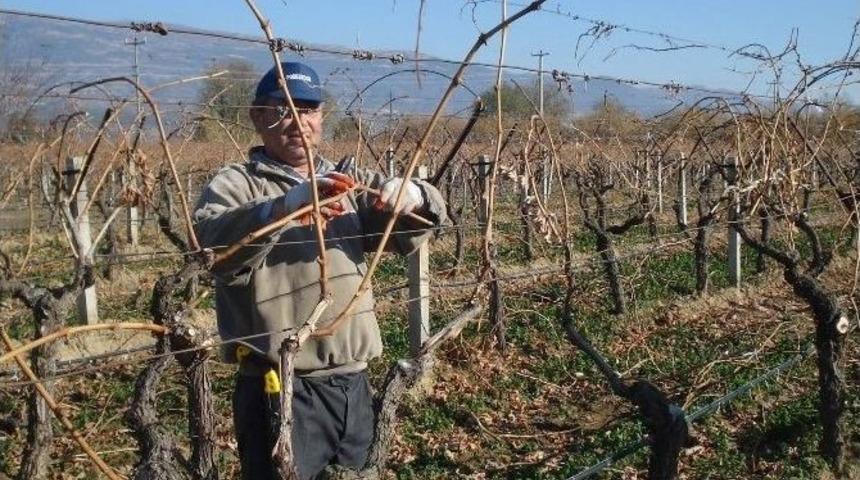 (özel Haber) Üreticilere ‘budamayı Geciktirin’ Çağrısı