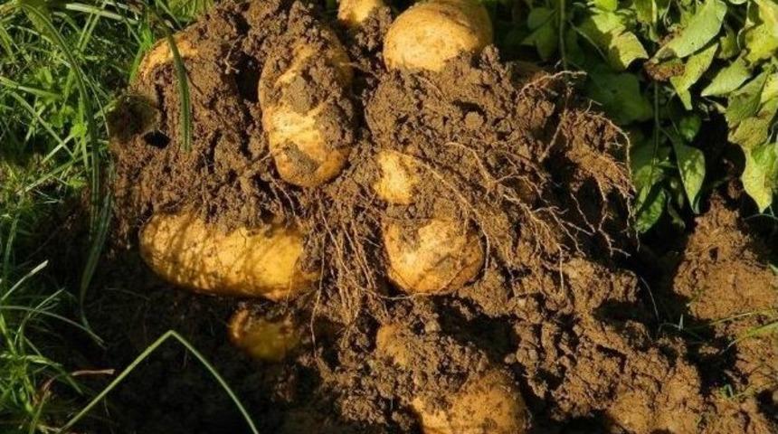 Patates &Uuml;reticisini Sevindirdi