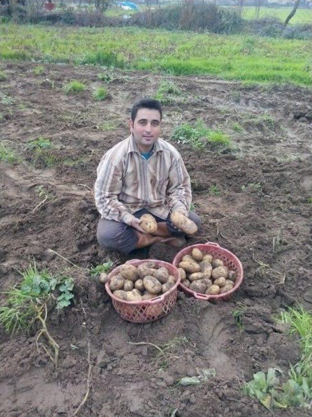 Patates Üreticisini Sevindirdi