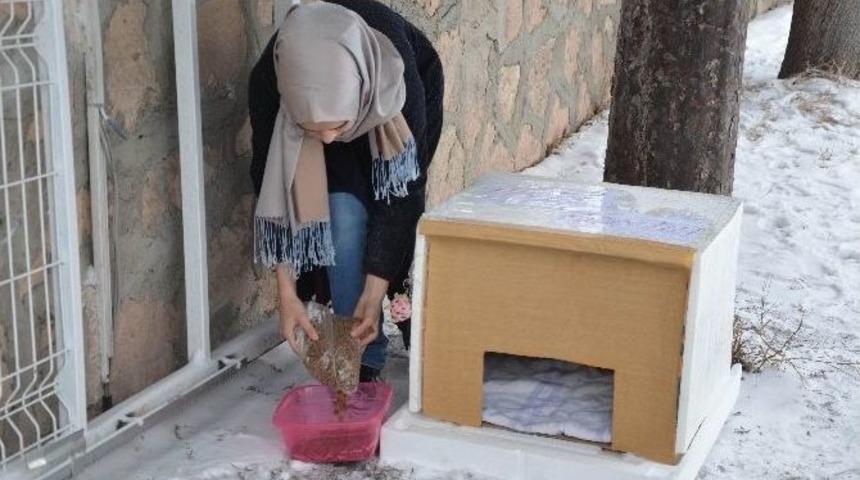 (&ouml;zel Haber) Sokak Hayvanları İ&ccedil;in Seferber Oluyorlar