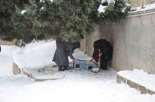 (özel Haber) Sokak Hayvanları İçin Seferber Oluyorlar