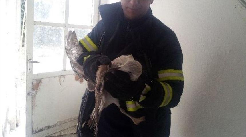 Apartman Boşluğuna Sıkışan Yavru Martıyı İtfaiye Kurtardı