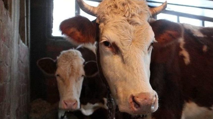 (&ouml;zel Haber) Leyla İle Elmas&rsquo;ı &Ccedil;alıp 15 Bin Liraya Satmışlar