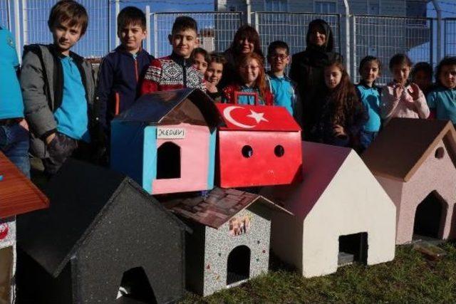 Öğrenciler Sokak Kedileri Için Ev Yaptı