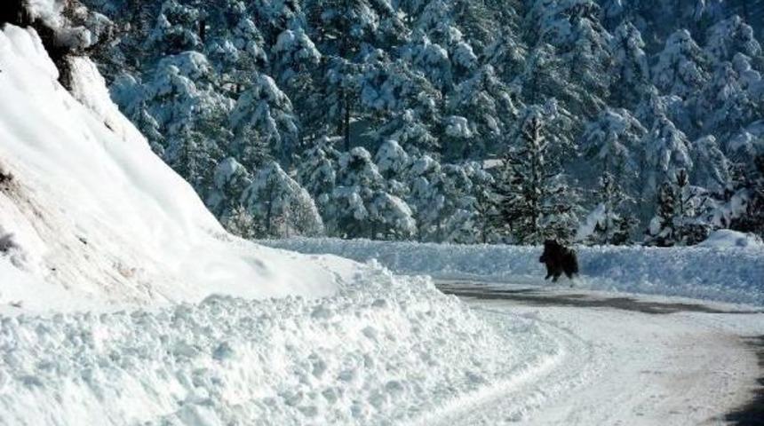 Aç Kalan Domuzlar Trafikte Tehlike Saçıyor