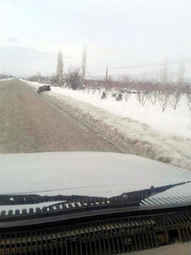 Aç Kalan Domuzlar Trafikte Tehlike Saçıyor