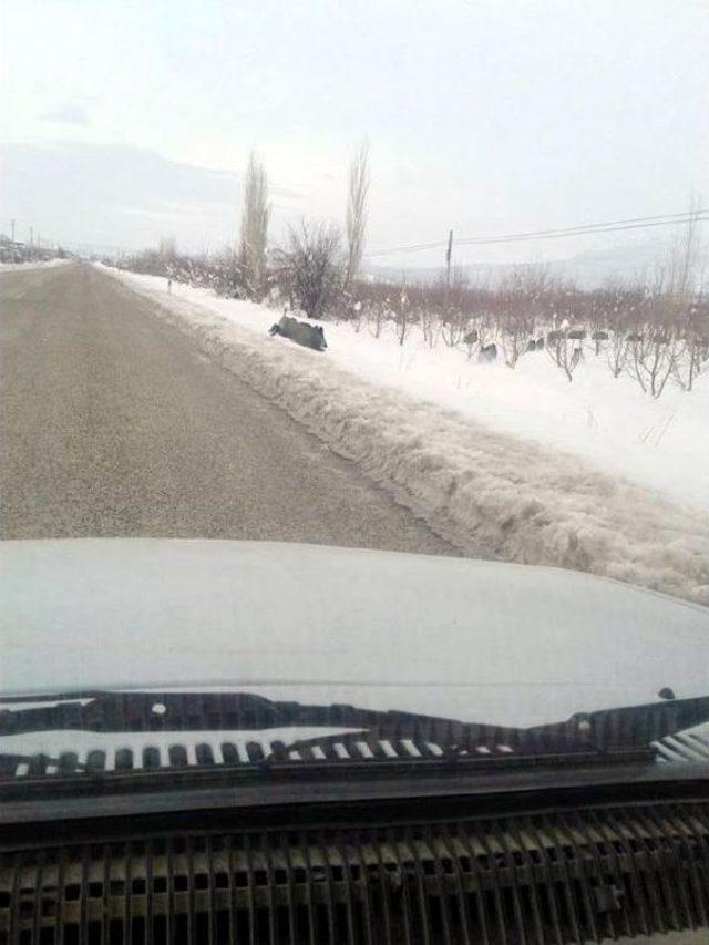 Aç Kalan Domuzlar Trafikte Tehlike Saçıyor