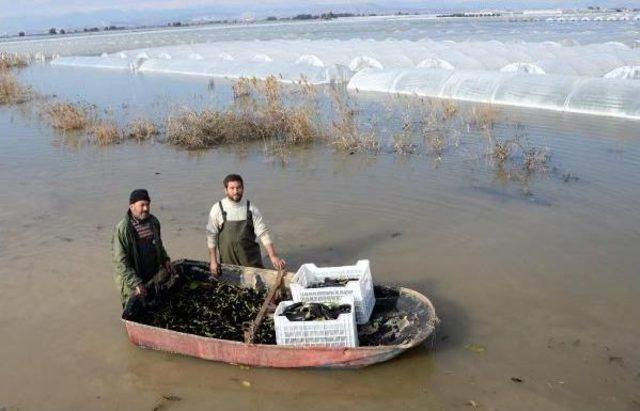 Sel Suları Altında Kalan Seralarda Sandallarla Hasat