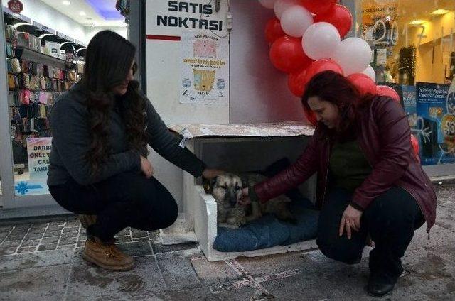 O Köpek Artık Sahipsiz Değil