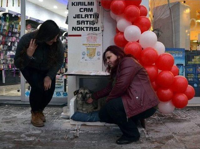 O Köpek Artık Sahipsiz Değil