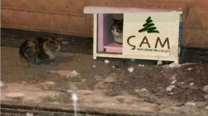 Sokak Kedilerine Kul&uuml;be