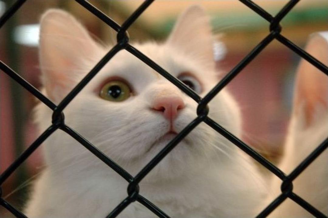 Van Kedilerinin Kırmızı Alarm D&uuml;zeyinde Nesli Tehlikesi Yok