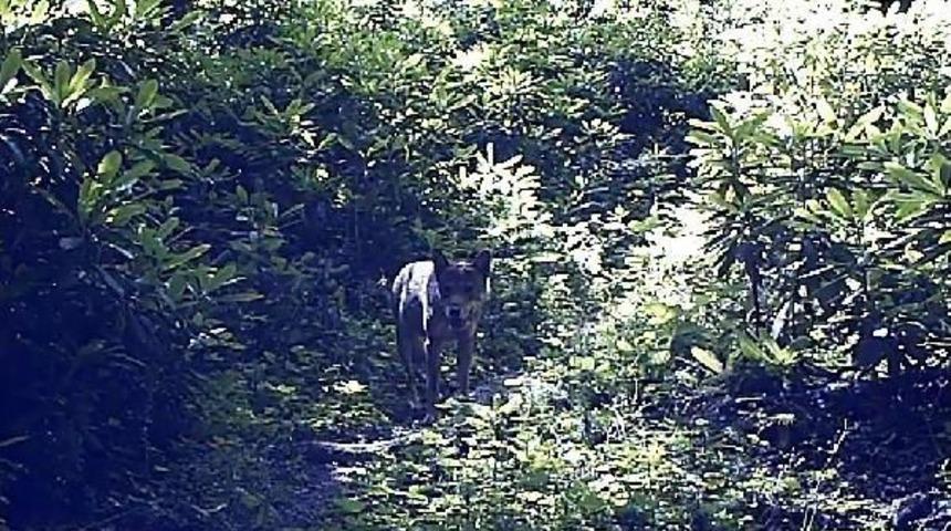 G&uuml;meli Tabiat Anıtı'nda Fotokapanla Kurt, Ayı, Tilki G&ouml;r&uuml;nt&uuml;lendi
