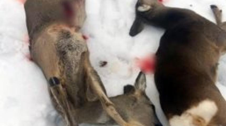 2 Yavru Karaca Avcılar Tarafından Katledildi