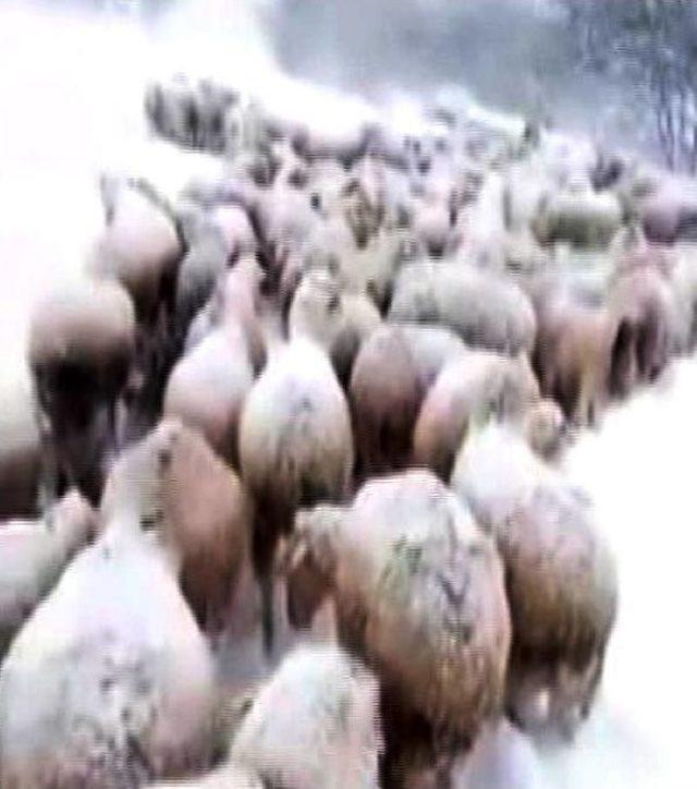 Bursa da Yayla Yolu Kapanınca Çoban Mahsur Kaldı 3