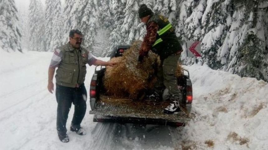Kastamonu&rsquo;da Yaban Hayvanları Yemleniyor