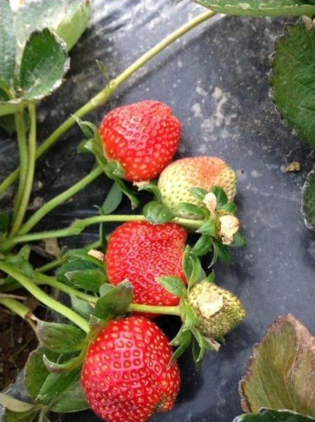 Belediye Destek Verdi &Uuml;retim Arttı 2