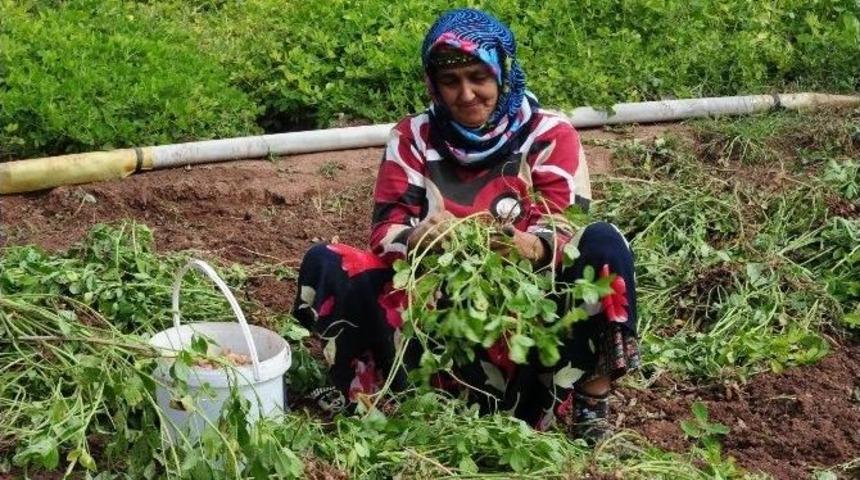 Marmaris&rsquo;te Yerel Değerlere Coğrafi İşaret Başvurusu Yapıldı