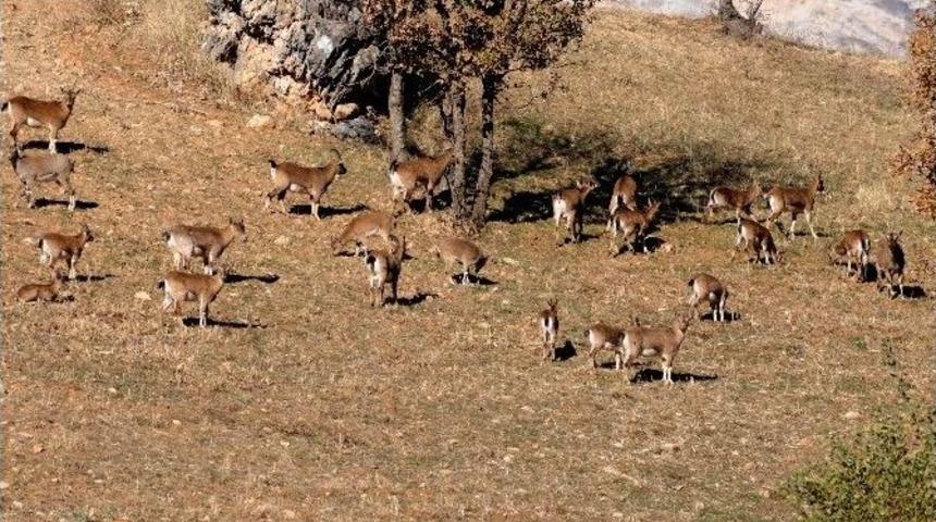 Adıyaman&rsquo;da Yaban Ke&ccedil;isi Sayısı Arttı