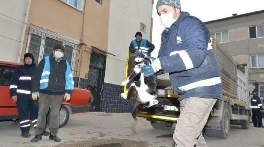 &Ccedil;&ouml;p Evdeki Kedilere Belediye Sahip &Ccedil;ıktı