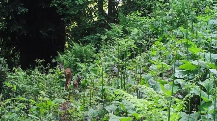 G&uuml;meli Tabiat Anıtı&rsquo;nda Fotokapanla Yaban Hayvanları G&ouml;r&uuml;nt&uuml;lendi